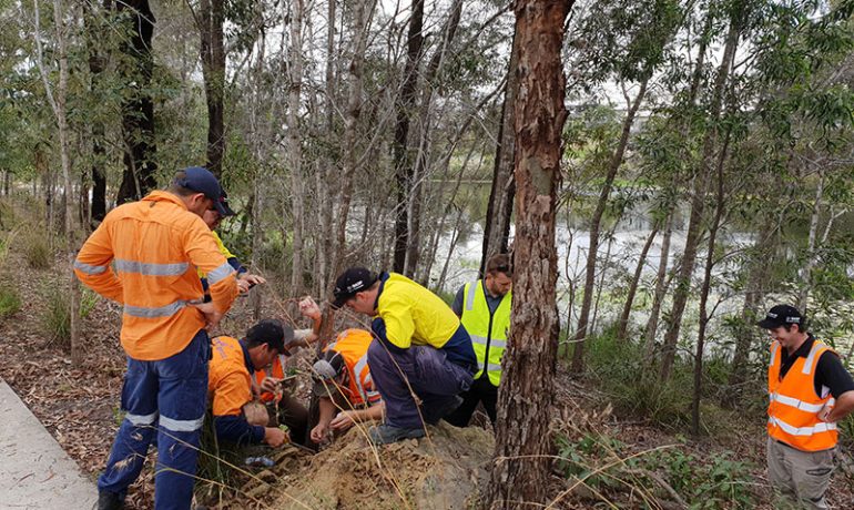 Timber Pest Management Skill Set